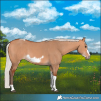 Horse Color:Silver Bay Dun Sabino Tobiano Frame Rabicano 