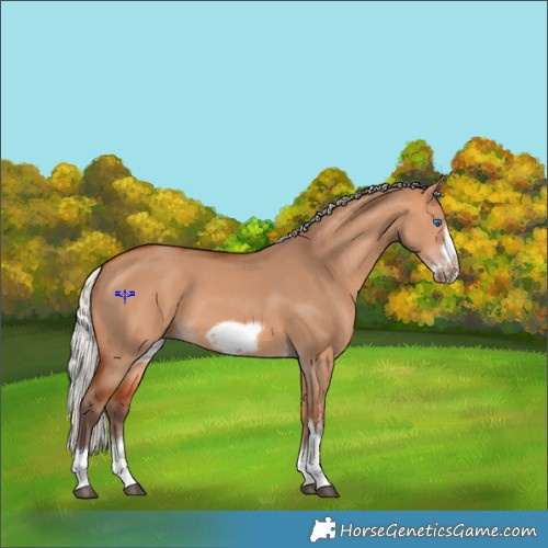 Horse Color:Silver Bay Dun Sabino Tobiano Frame Rabicano 
