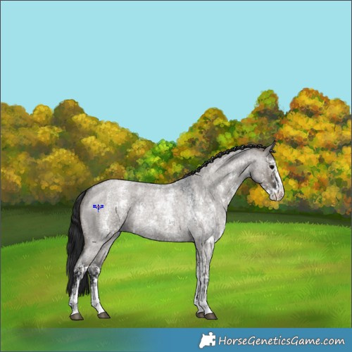 Horse Color:Grullo Roan Sabino Splash  and Gray Grullo Roan Sabino 