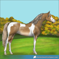 Horse Color:White Spotted Chocolate Palomino Dun Tobiano Rabicano