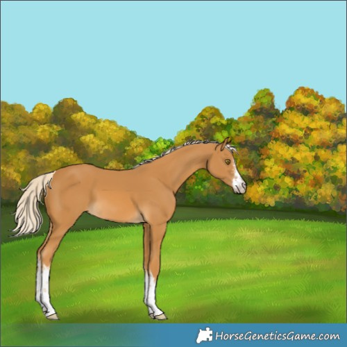 Horse Color:White Spotted Palomino 