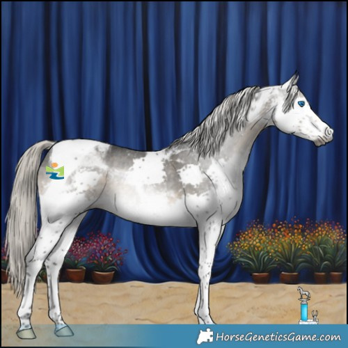 Horse Color:Gray Silver Smoky Black Splash Tobiano Appaloosa 