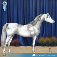 Horse Color:Gray Silver Smoky Black Splash Tobiano Appaloosa