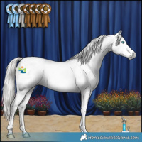 Horse Color:Gray Silver Smoky Black Splash Tobiano Appaloosa 