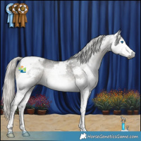 Horse Color:Gray Silver Smoky Black Splash Tobiano Appaloosa 