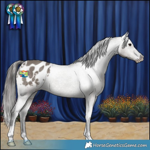 Horse Color:Grullo Appaloosa 