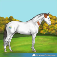 Horse Color:Bay Splash Tobiano 