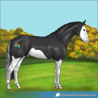 Horse Color:Black Splash