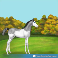 Horse Color:Blue Roan Splash 