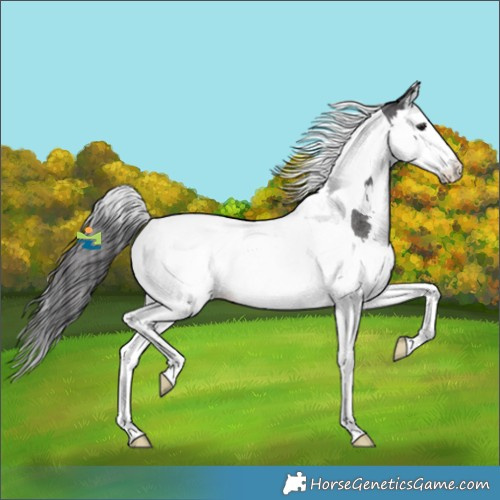 Horse Color:Smoky Blue Roan Splash Tobiano 