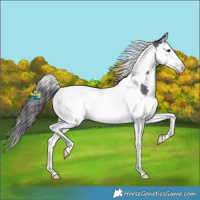 Horse Color:Smoky Blue Roan Splash Tobiano