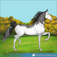 Horse Color:Smoky Blue Roan Splash 