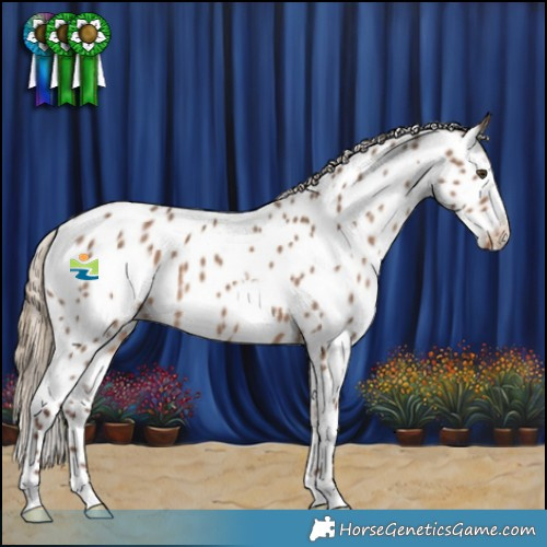 Horse Color:White Spotted Liver Red Dun Appaloosa 