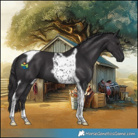 Horse Color:Smoky Black Tobiano 