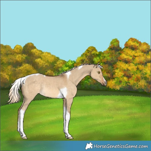 Horse Color:White Spotted Chocolate Palomino Dun Tobiano Rabicano 