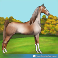 Horse Color:Gray Gold Champagne Tobiano 