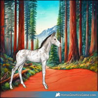 Horse Color:Liver Red Dun Sabino Appaloosa 
