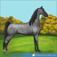 Horse Color:Blue Roan 