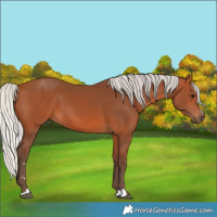Horse Color:Silver Bay 