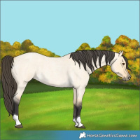 Horse Color:Buckskin Roan Dun Tobiano 
