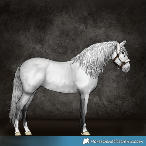 Horse Color:Gray Blue Roan Near Leopard 