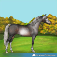 Horse Color:Gray White Spotted Silver Brown