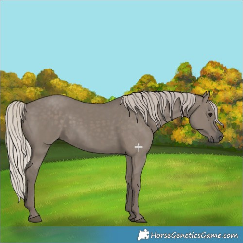 Horse Color:Silver Grullo 