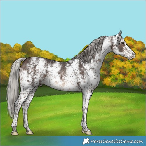 Horse Color:White Spotted Silver Brown 