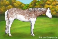 Horse Color:White Spotted Silver Bay Splash
