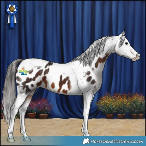 Horse Color:Brown Tobiano Appaloosa 