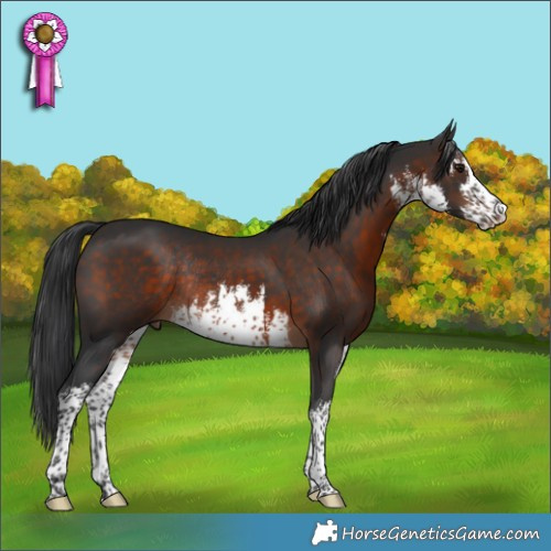 Horse Color:White Spotted Brown Rabicano 