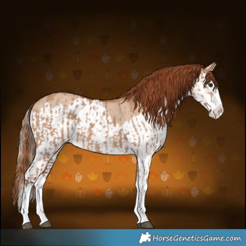 Horse Color:Red Dun Splash and Red Dun Splash