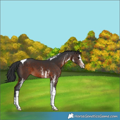 Horse Color:White Spotted Brown Tobiano 