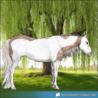 Horse Color:Silver Black Ice Splash Frame 
