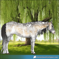 Horse Color:White Spotted Buckskin Ice Onyx 