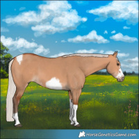 Horse Color:Silver Bay Dun Sabino Tobiano Frame Rabicano 