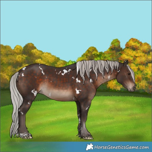 Horse Color:White Spotted Silver Brown 