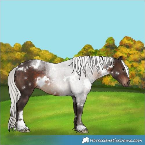 Horse Color:White Spotted Silver Brown Rabicano 