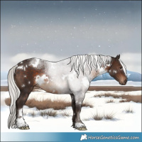 Horse Color:White Spotted Silver Brown Rabicano 