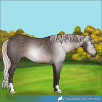 Horse Color:Gray Silver Black 