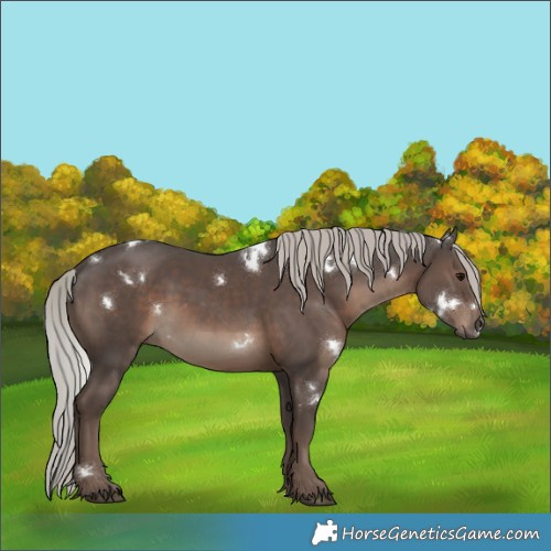 Horse Color:White Spotted Silver Black Rabicano 