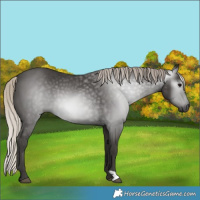 Horse Color:Gray Silver Black 
