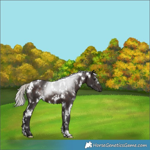 Horse Color:White Spotted Silver Brown 