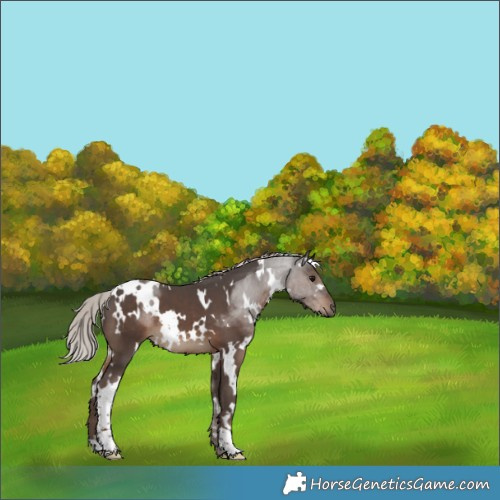 Horse Color:White Spotted Silver Black 