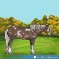 Horse Color:White Spotted Silver Black Tobiano 