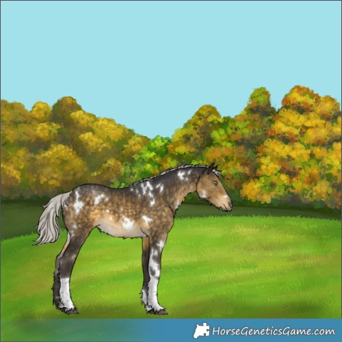 Horse Color:White Spotted Silver Buckskin Tobiano 