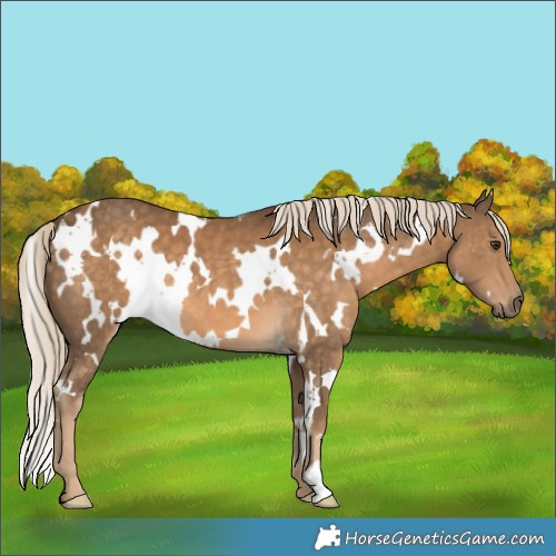 Horse Color:White Spotted Chocolate Palomino 