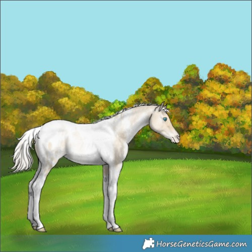 Horse Color:White Spotted Silver Buckskin Pearl Dun Tobiano Appaloosa Rabicano 