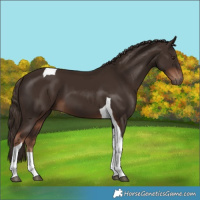 Horse Color:Liver Chestnut Tobiano