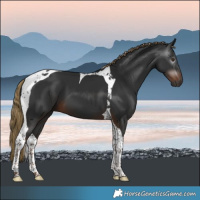Horse Color:Gray Liver Chestnut Tobiano 